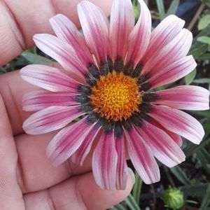 Meet your Posher, Sandy